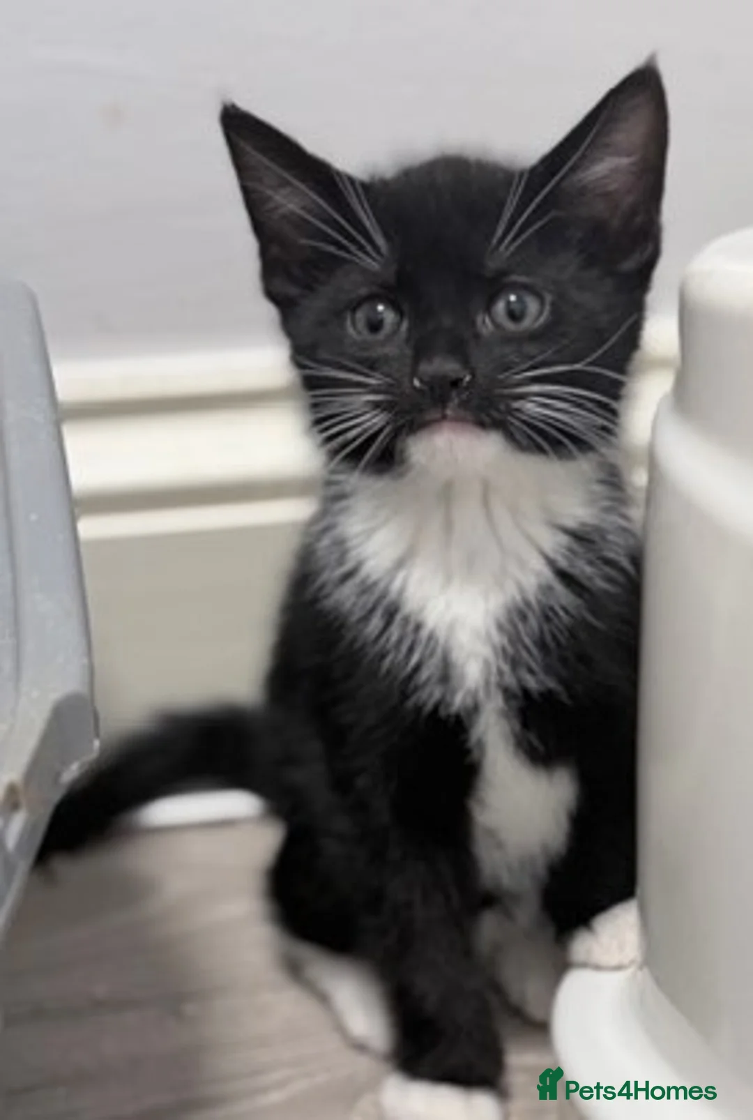 Mixed Breed cats for sale: welcome you to my 3 beautiful kittens in Barnet - Advert 7