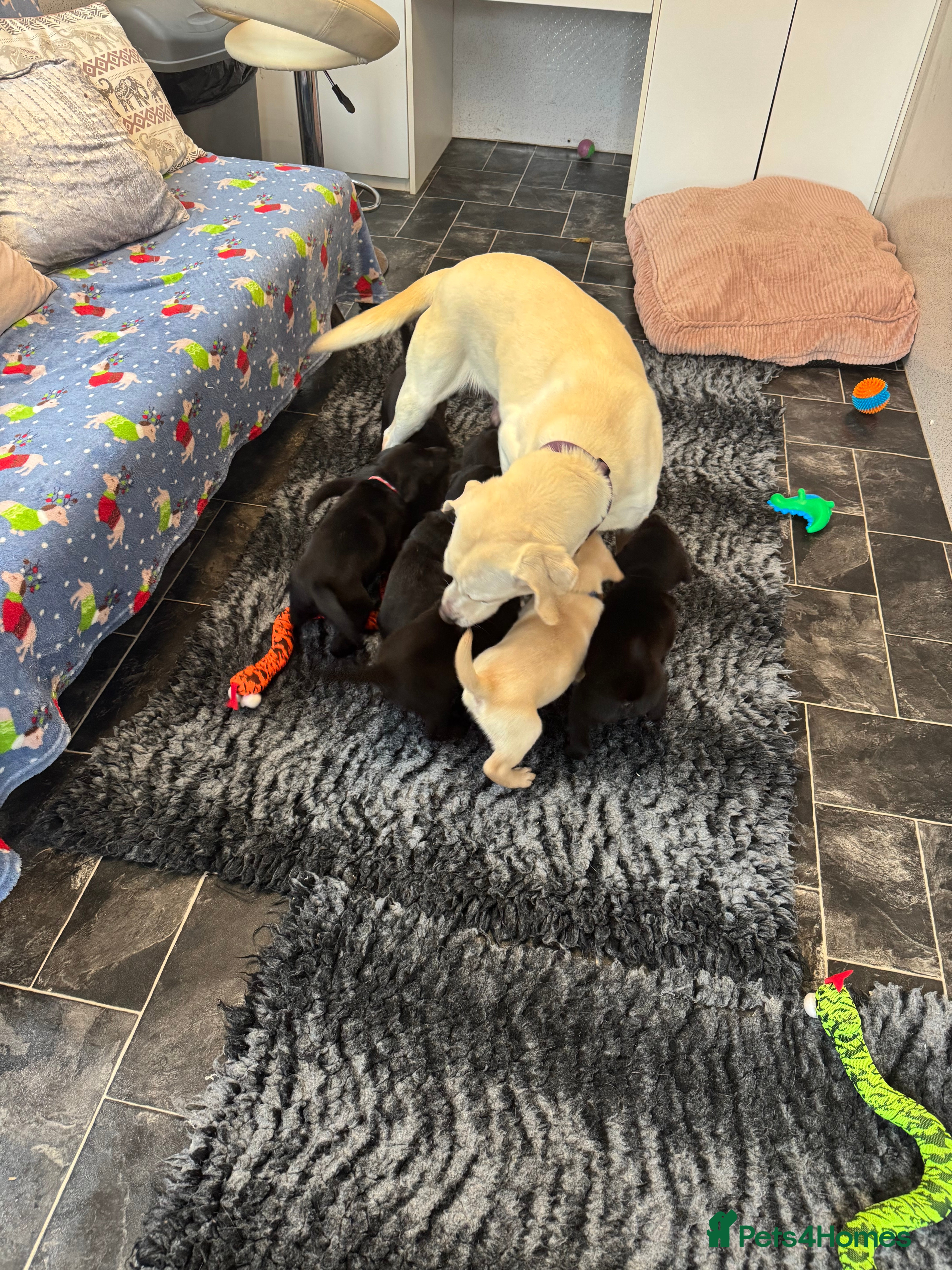 Labrador Retriever dogs Stunning KC Puppies Health Tested Parents - Advert 3