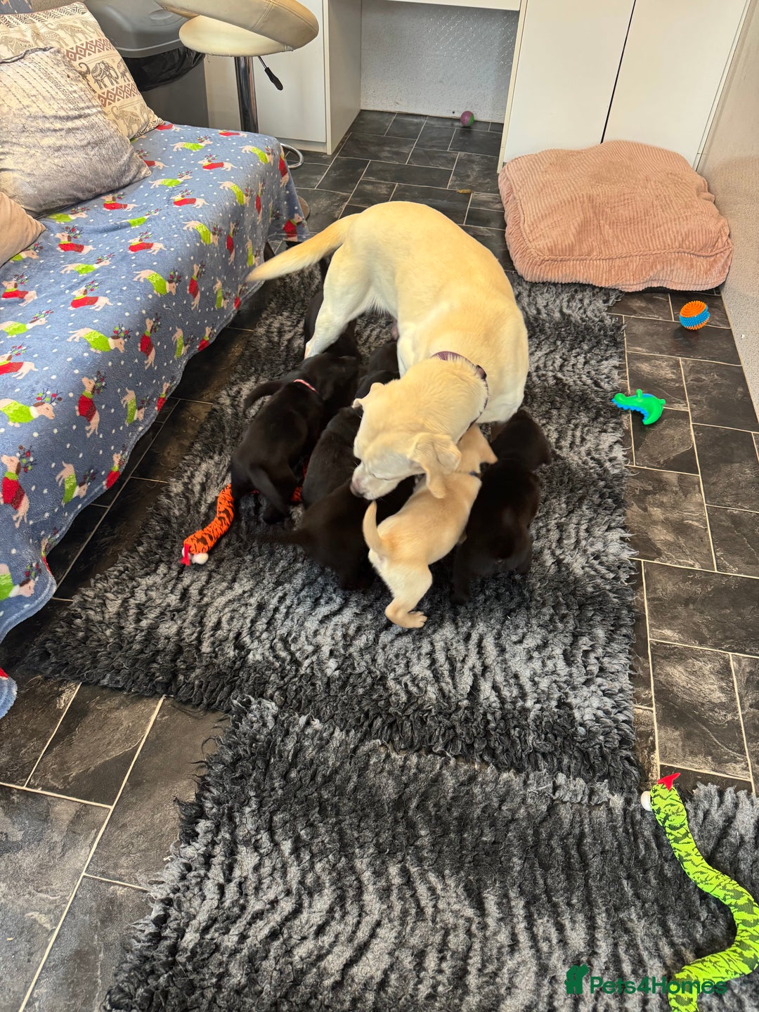 Labrador Retriever dogs for sale: Stunning KC Puppies Health Tested Parents - Advert 1