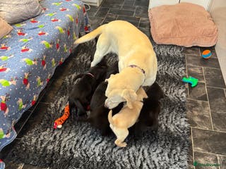 Labrador Retriever dogs Stunning KC Puppies Health Tested Parents - Advert 2