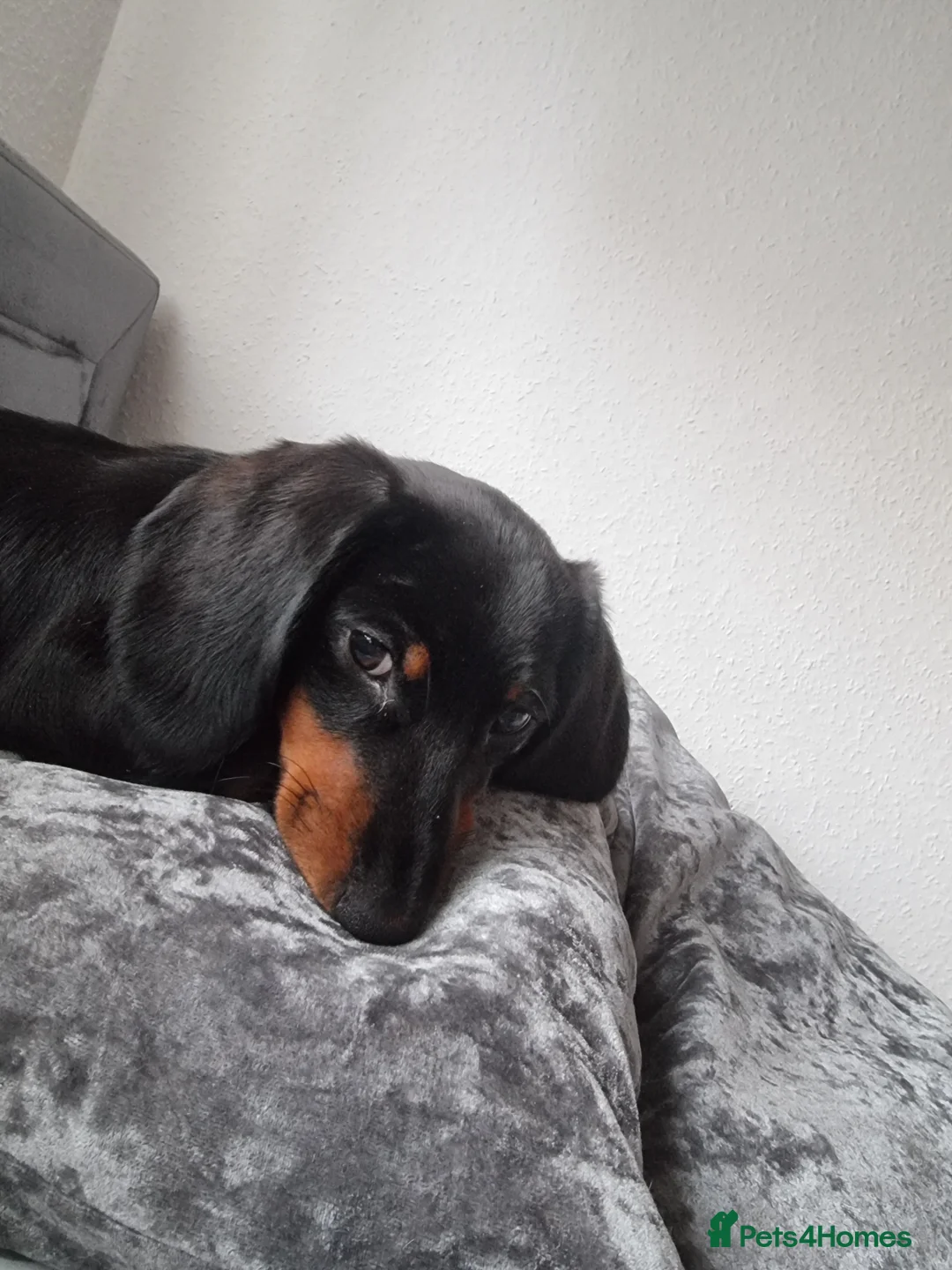 Miniature Dachshund dogs for sale: 9 months old miniature dachshund  - Advert 16