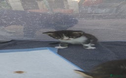 Bengal cats for sale: Male/Femal - Image 3