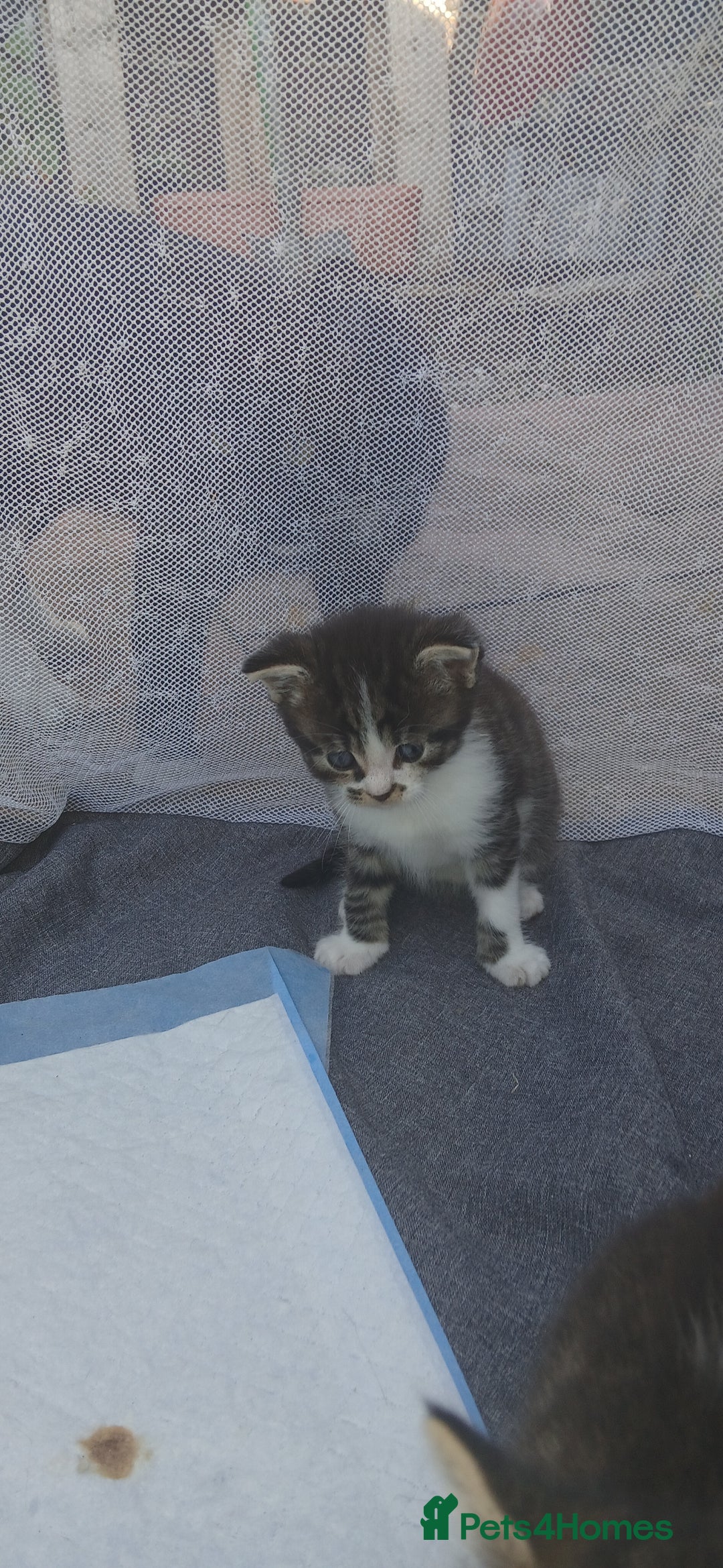 Bengal cats for sale: Male/Femal - Image 3