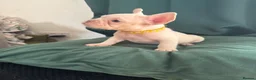 French Bulldog dogs for sale: KC reg French bulldogs Ready 7th August ❤️❤️❤️ - Advert 3
