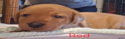 Labrador Retriever dogs for sale: Fox Red Labrador pups - Advert 14