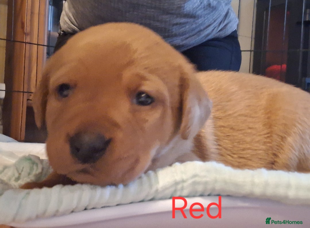 Labrador Retriever dogs for sale: Fox Red Labrador pups - Advert 14
