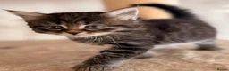 Siberian cats for sale: New imported lines Siberian kittens - Advert 10