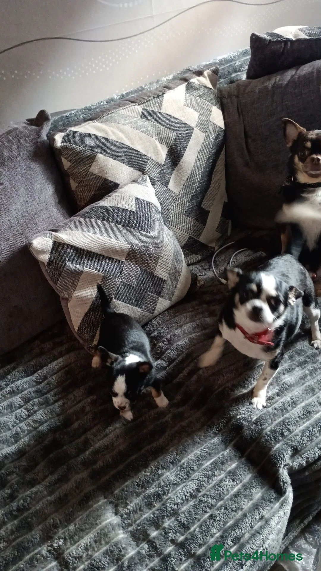 Chihuahua dogs for sale: Chihuahua boy for sale - Advert 4