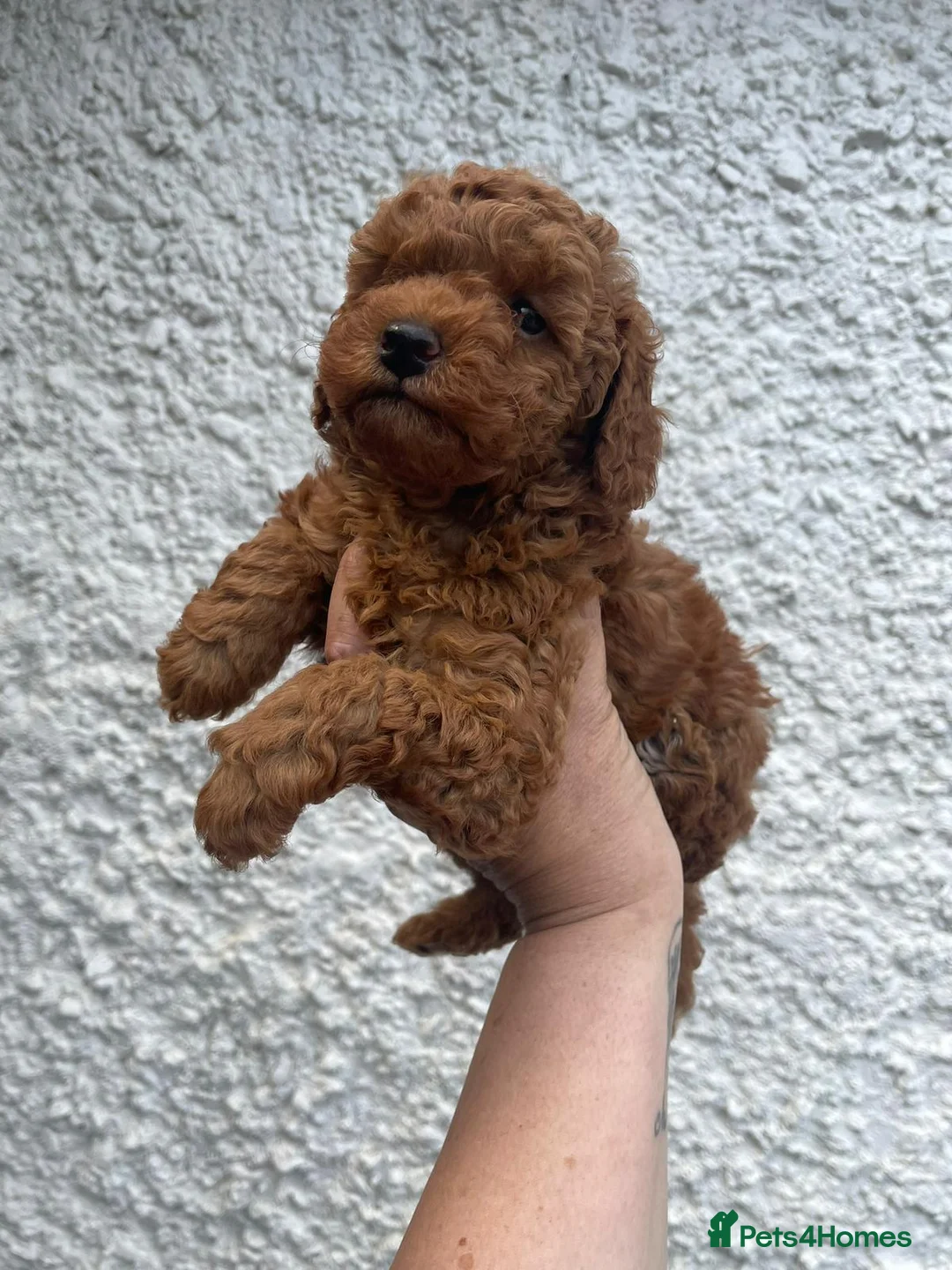Toy Poodle dogs for sale: Male red toy poodles in Burton-on-Trent - Advert 16