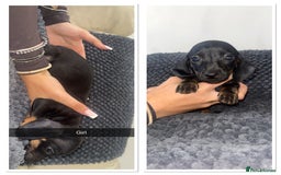 Miniature Dachshund dogs for sale: Miniature dachshunds - Image 6