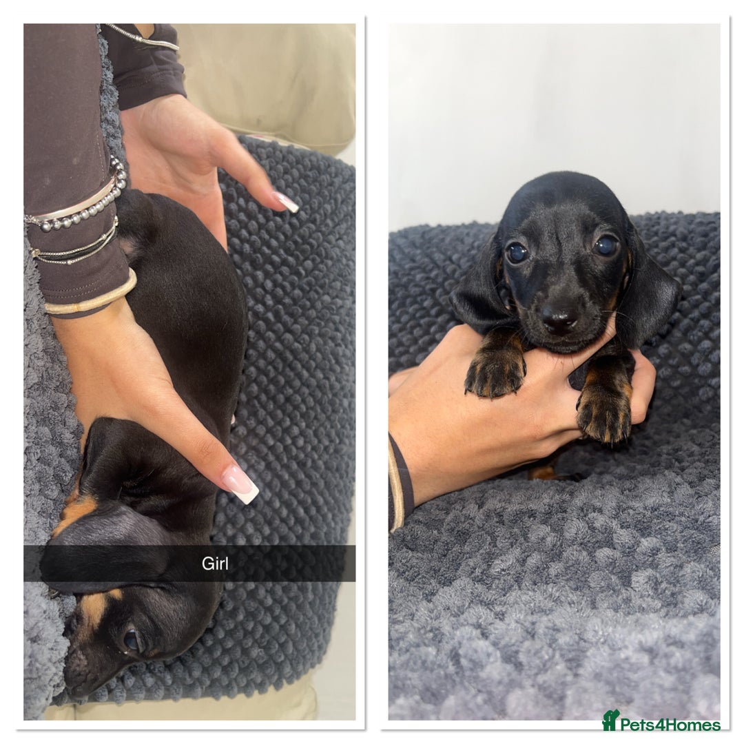 Miniature Dachshund dogs for sale: Miniature dachshunds - Image 6