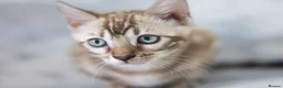 Bengal cats for sale: Unique Line Bengals Expected  - Advert 14