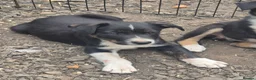 Border Collie dogs for sale: Border collie  in Gorebridge - Advert 4