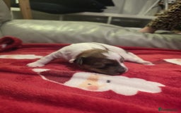 Mixed Breed dogs for sale: Pomshis - Advert 12