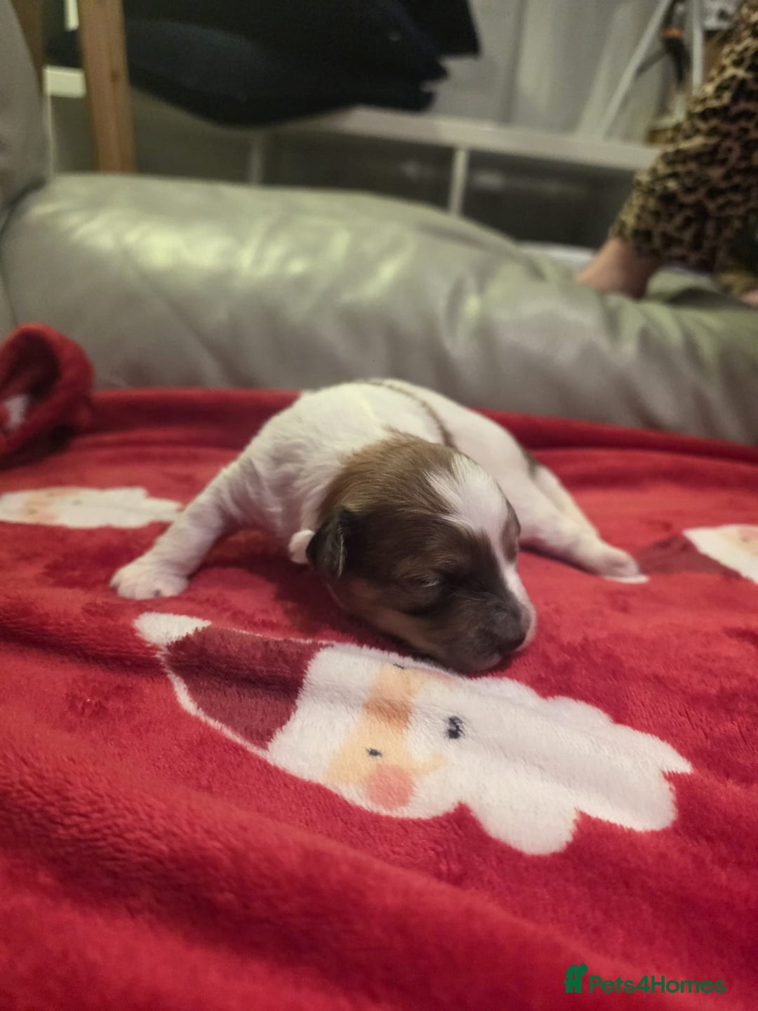 Mixed Breed dogs for sale: Pomshis - Advert 12