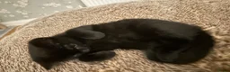 British Shorthair cats for sale: British Shorthair Kittens!  - Advert 7