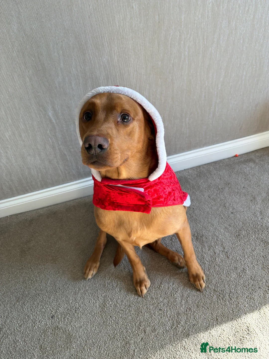 Labrador Retriever dogs for stud: Ronnie  - Advert 1