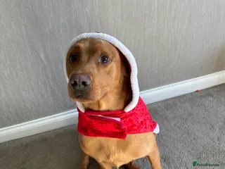 Labrador Retriever dogs Ronnie - Advert 2