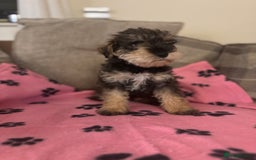Mixed Breed dogs for sale: Miniature Schnoodle. Schnoodle Mum, Schnauzer Dad - Image 2