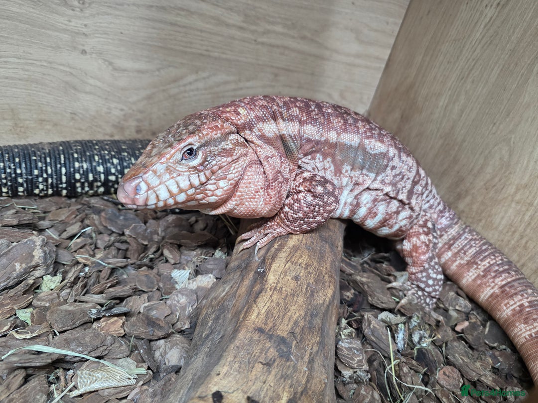 Lizard reptiles for sale: Red & white + Black & white Tegu in Gillingham - Image 3