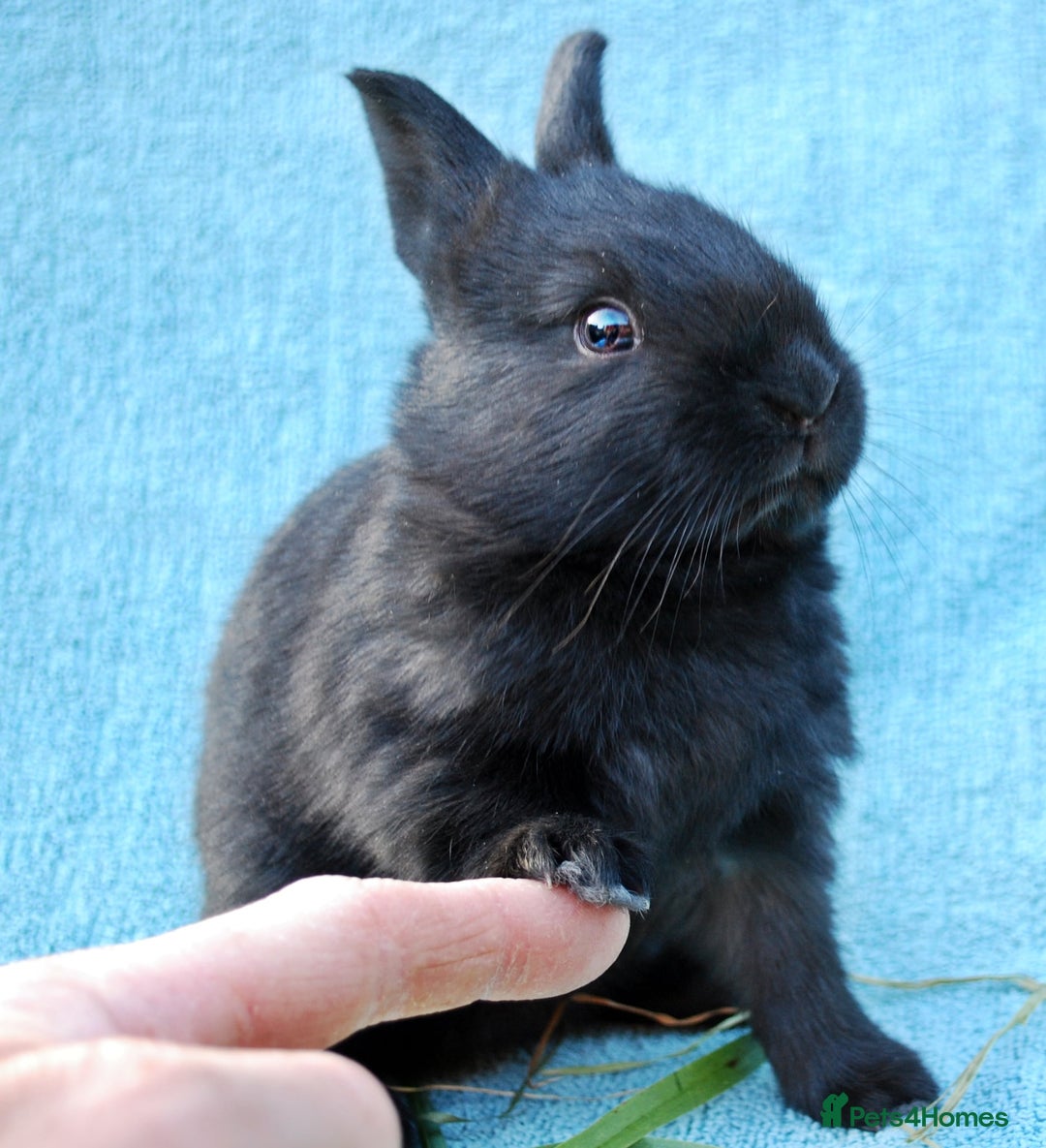 Mixed Breed rabbits for sale: English X New Zealand White babies - Image 9