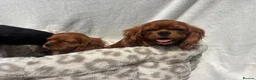 Cavalier King Charles Spaniel dogs for sale: Cavalier King Charles  - Advert 17