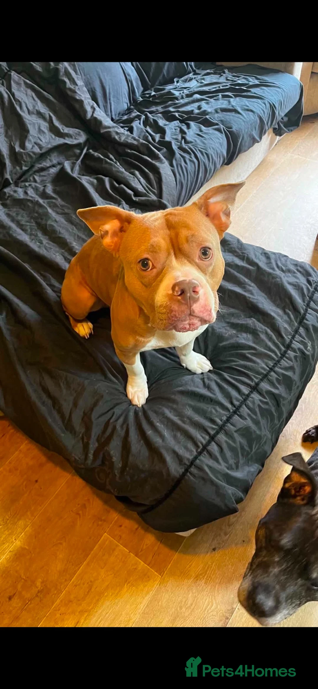 Mixed Breed dogs for sale: 4 females ready for a forever home  - Advert 5