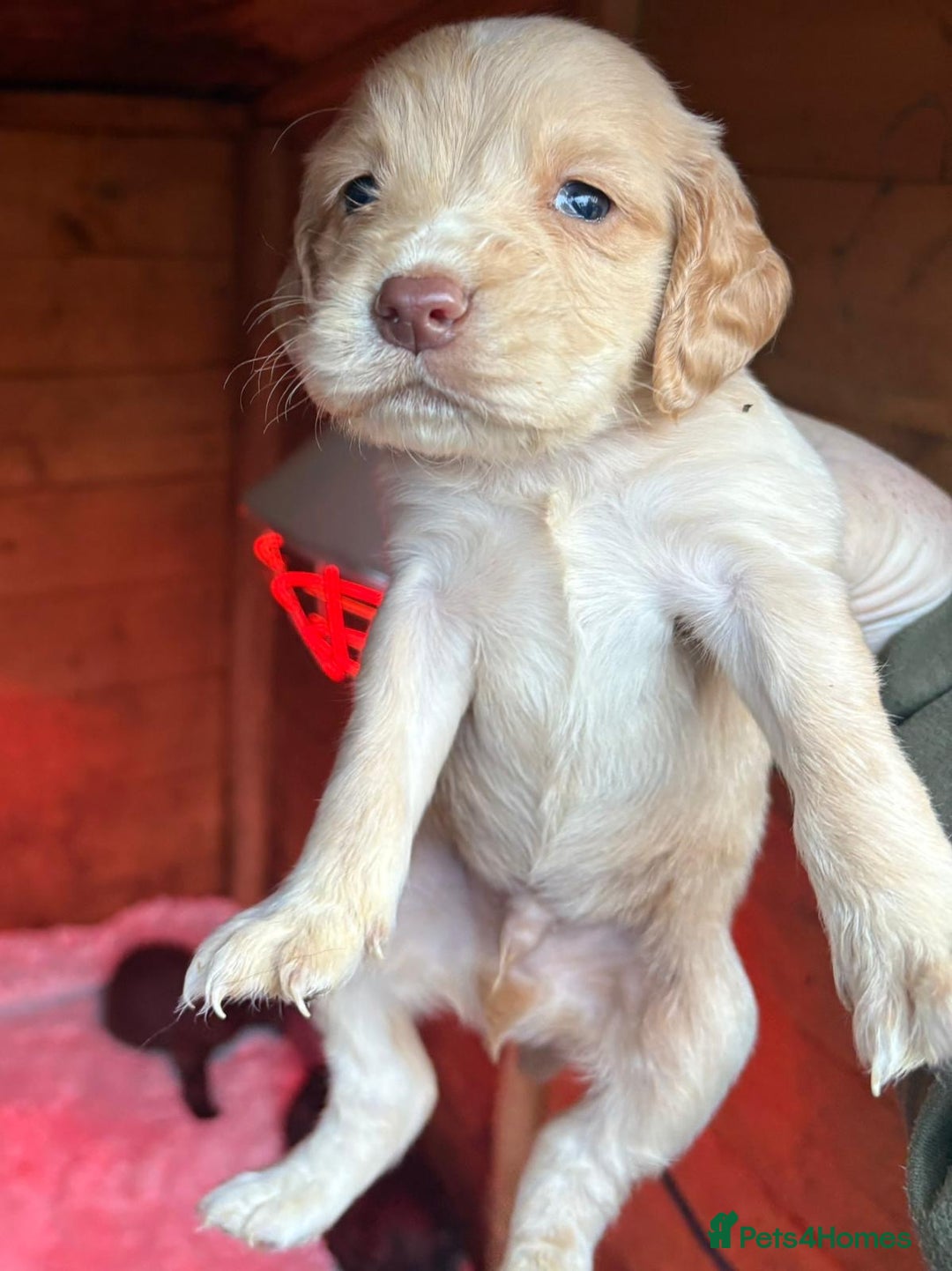 Cocker Spaniel dogs for sale: 🐶⭐️ Fantastic Working cocker spaniels  - Advert 4