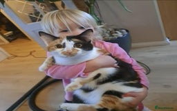 Mixed Breed cats for sale: Three Fluffy Tigers  - Image 21