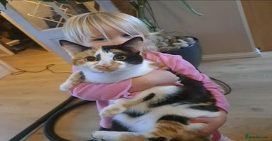 Mixed Breed cats Last Fluffy Tiger - Advert 5