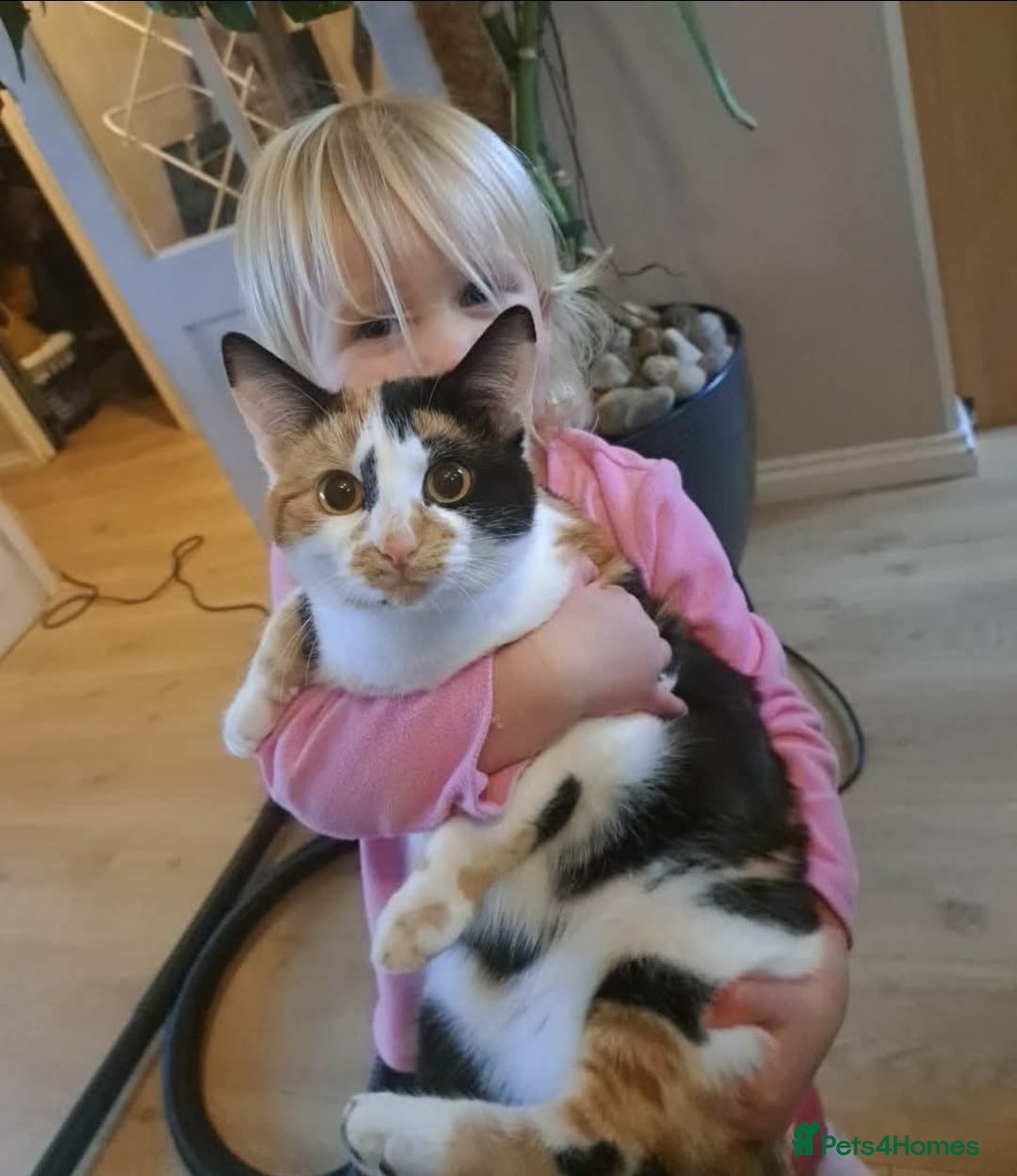 Mixed Breed cats for sale: Three Fluffy Tigers  - Image 21