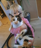 Mixed Breed cats Last Fluffy Tiger - Advert 5