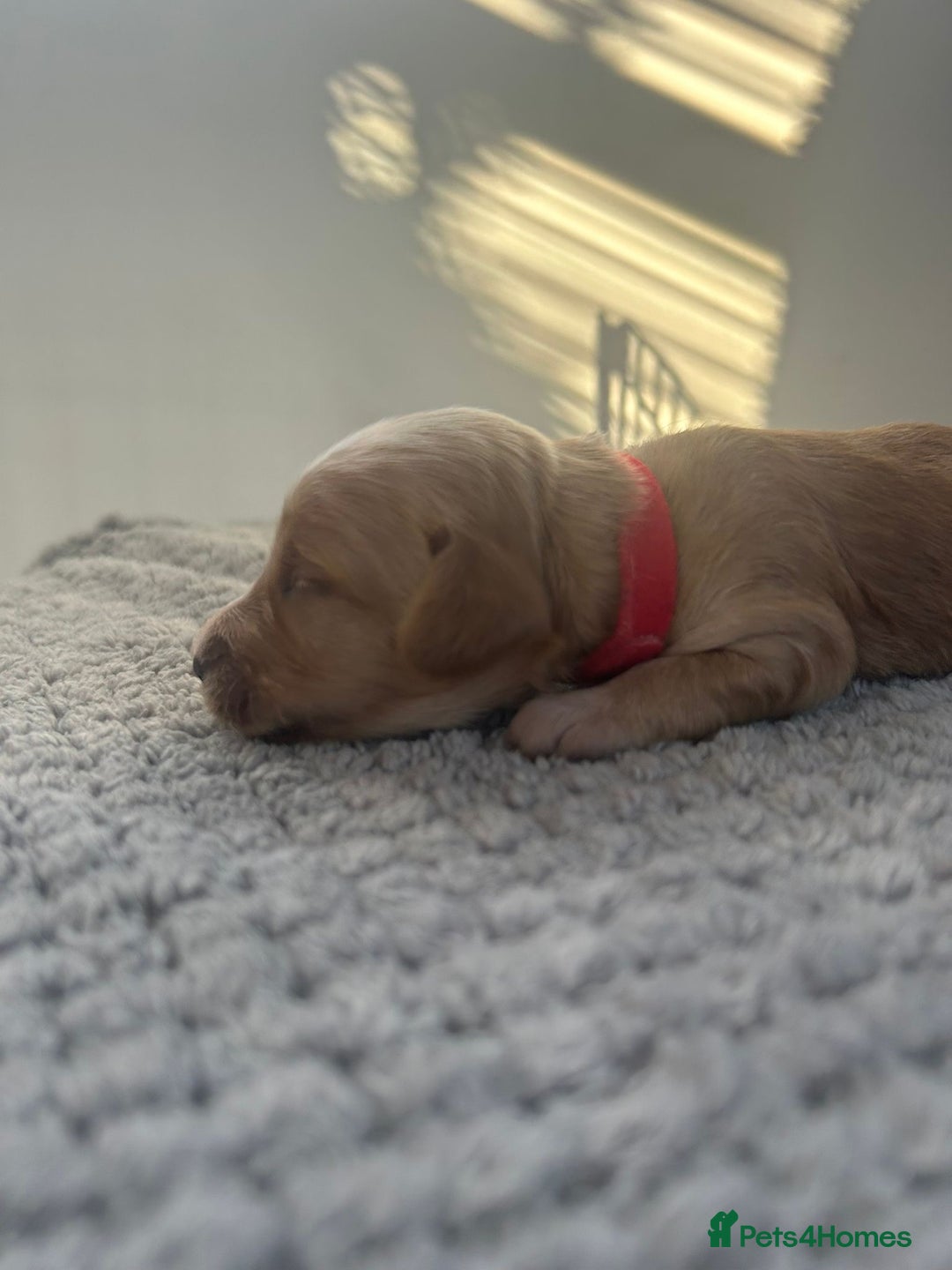 Mixed Breed dogs for sale: Apricot Cockapoo puppies ready to leave 6th march  - Advert 8