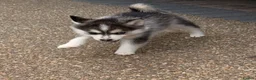 Pomsky dogs for sale: 6 beautiful pomsky 3 girls 3 boy ready to leave  - Advert 13