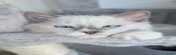 Ragdoll cats for sale: Champion EU pedigree TICA Ragdoll kitten  - Advert 12