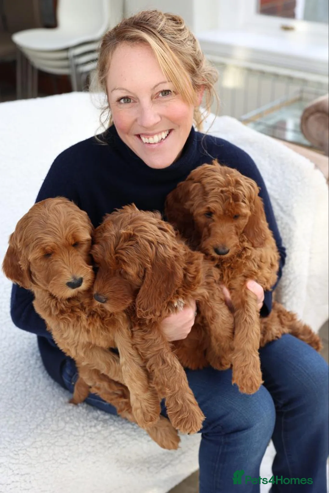 Australian Labradoodle dogs for sale: WAITING LIST Australian Labradoodles - RED & TUX  - Advert 28