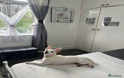 Jack Russell dogs for sale: Princess Jack Russel Female  - Image 3