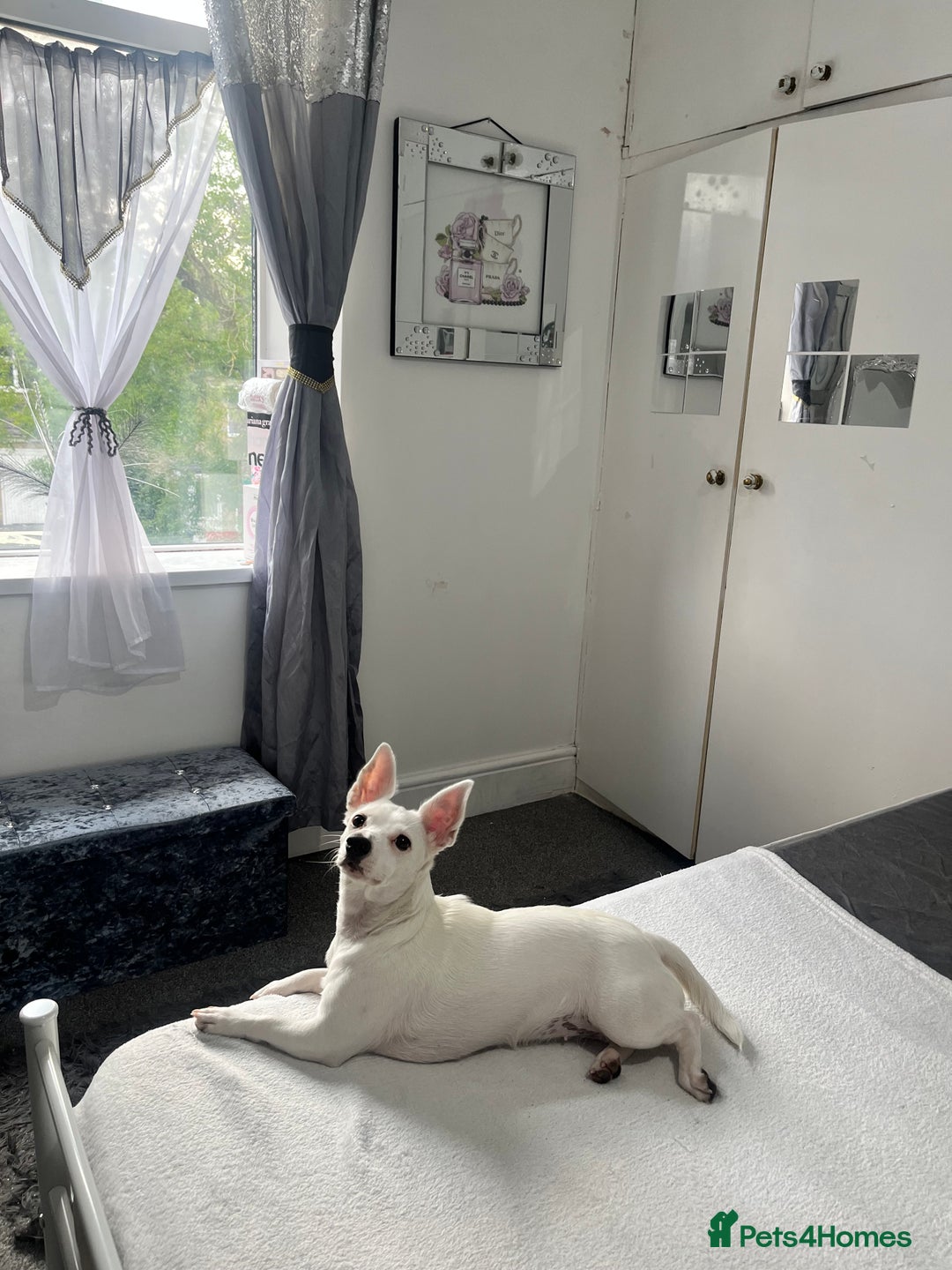 Jack Russell dogs for sale: Princess Jack Russel Female  - Image 3