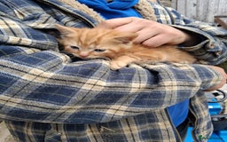 Mixed Breed cats for sale: Kittens available looking for their forever homes  - Image 1