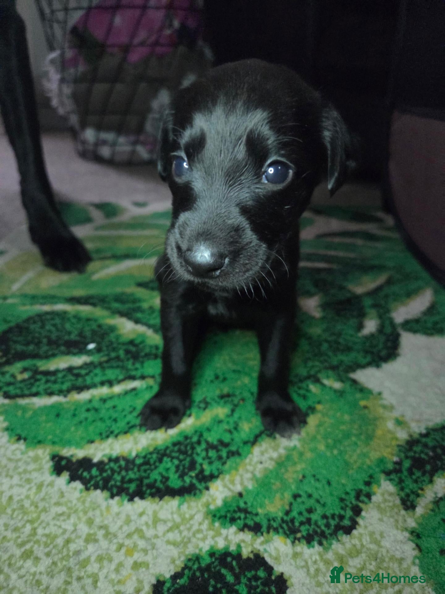 Mixed Breed dogs 🐾 Beautiful Labrador × Whippet Puppies! 🐾 - Advert 2