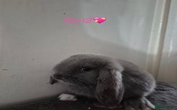 Mini Lop rabbits for sale: Bountiful mini lops - Image 3
