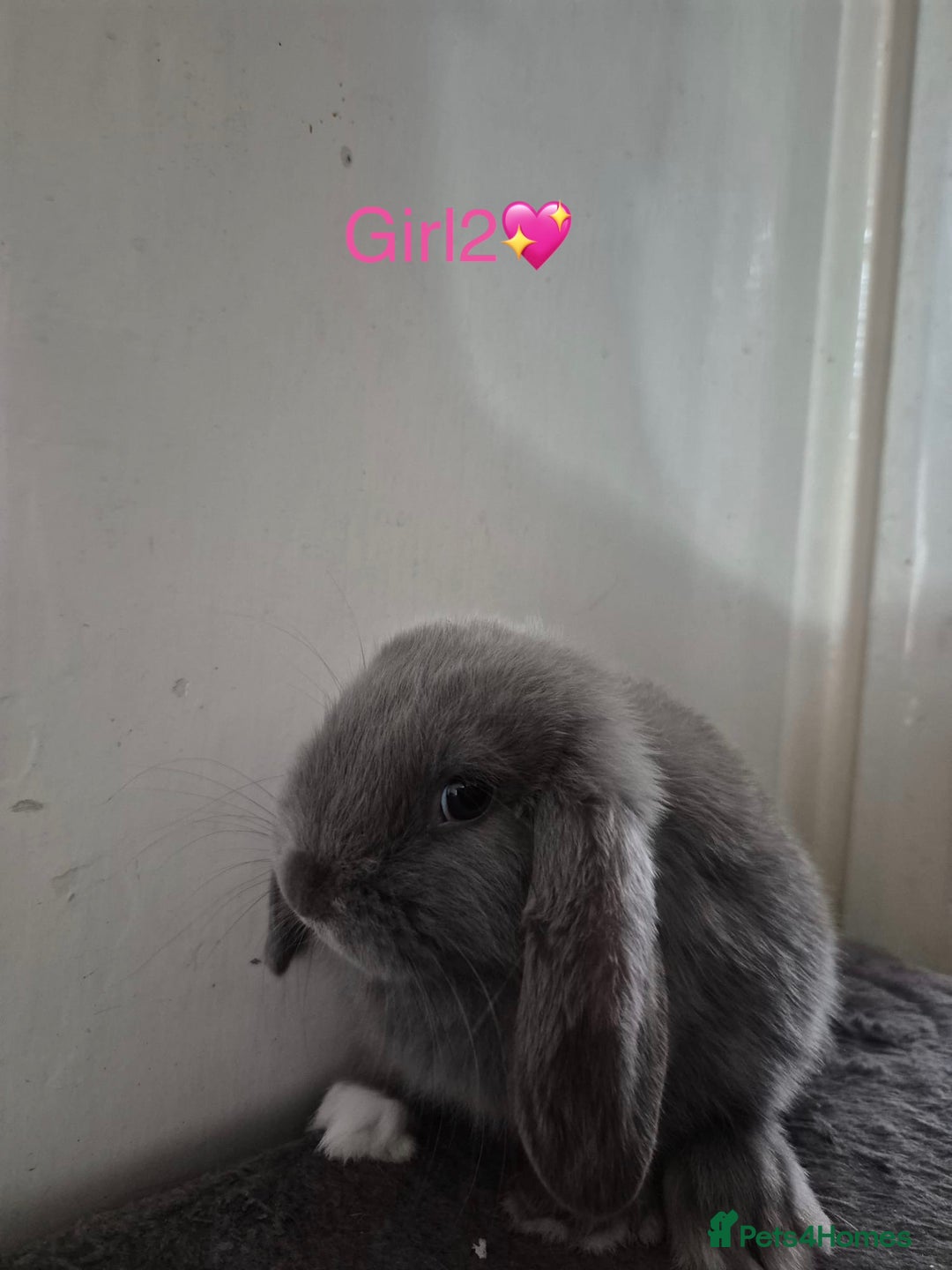 Mini Lop rabbits for sale: Bountiful mini lops - Image 3