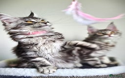 Maine Coon cats for sale: STUNNING XL PEDIGREE MAINE COON KITTENS  - Image 2