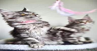 Maine Coon cats - Advert 4