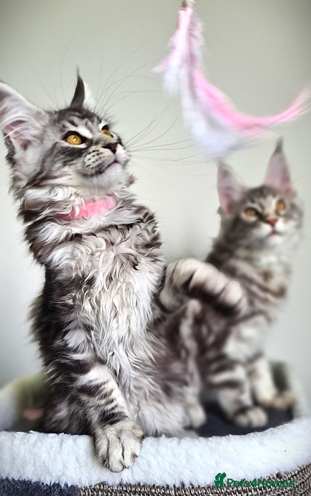 Maine Coon cats for sale: STUNNING XL PEDIGREE MAINE COON KITTENS  - Image 2