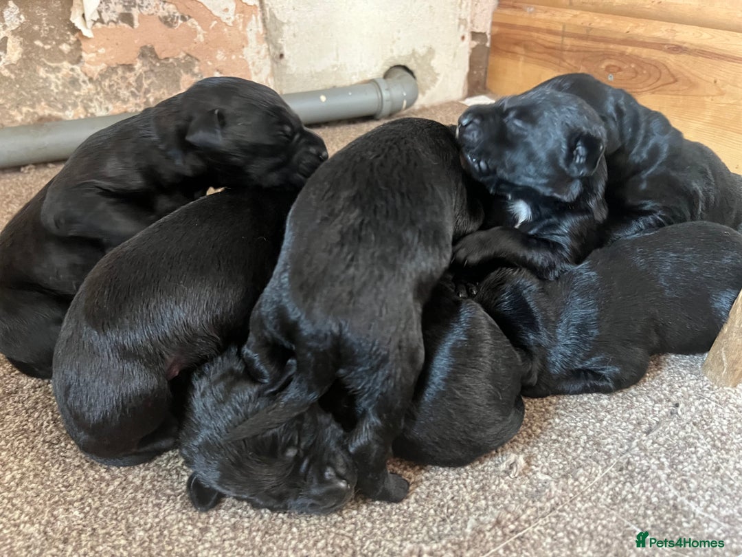 Mixed Breed dogs for sale: 3/4 lab 1/4 collie puppies  in Whitby - Image 7