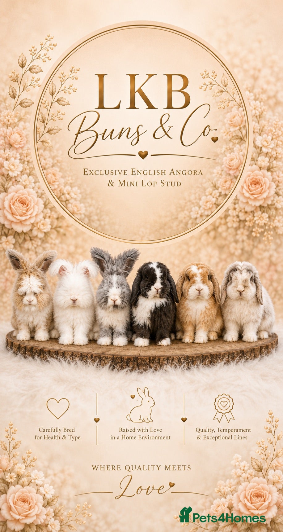 Angora rabbits 🌟 PEDIGREE ANGORA BABIES 🌟 - Advert 8