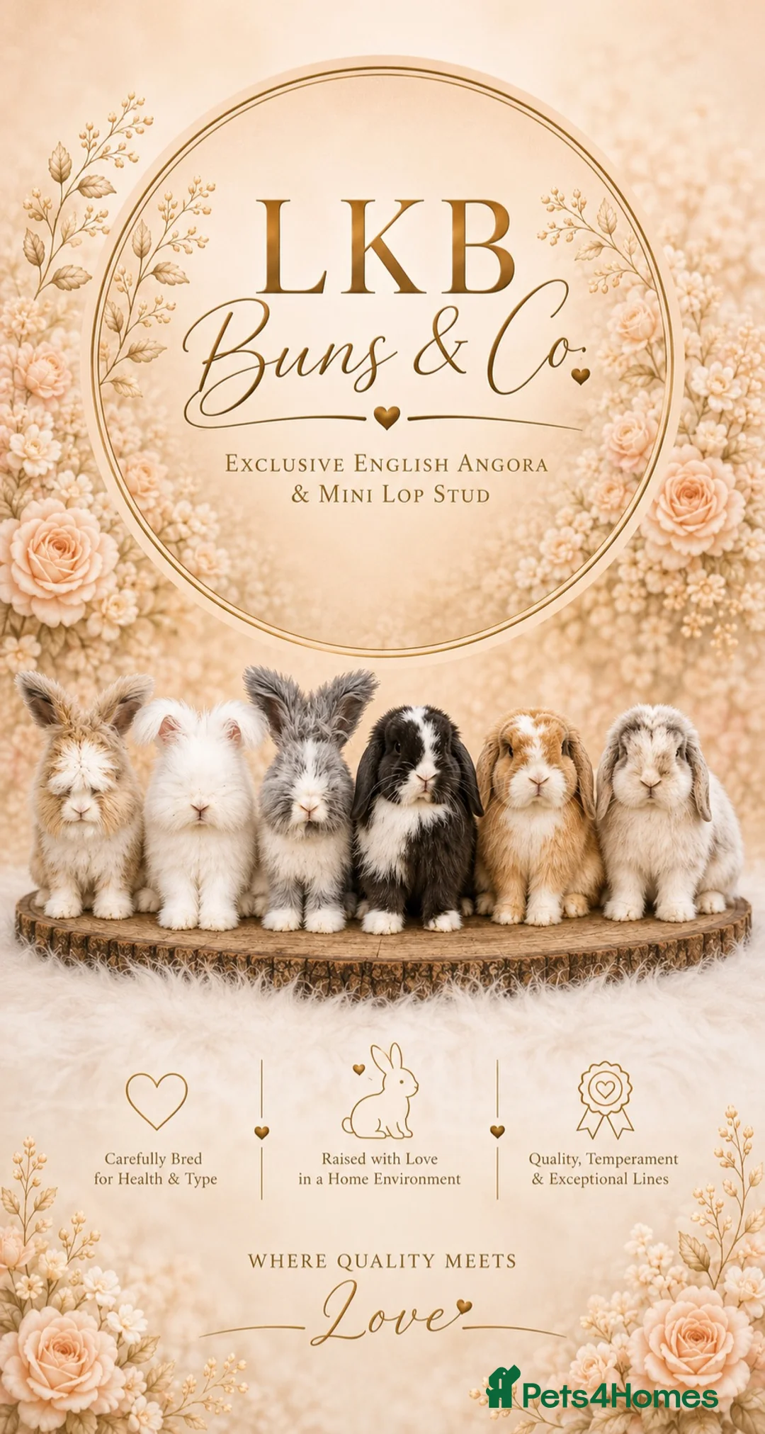 Angora rabbits for sale: 🌟 PEDIGREE ANGORA BABIES 🌟 - Advert 1