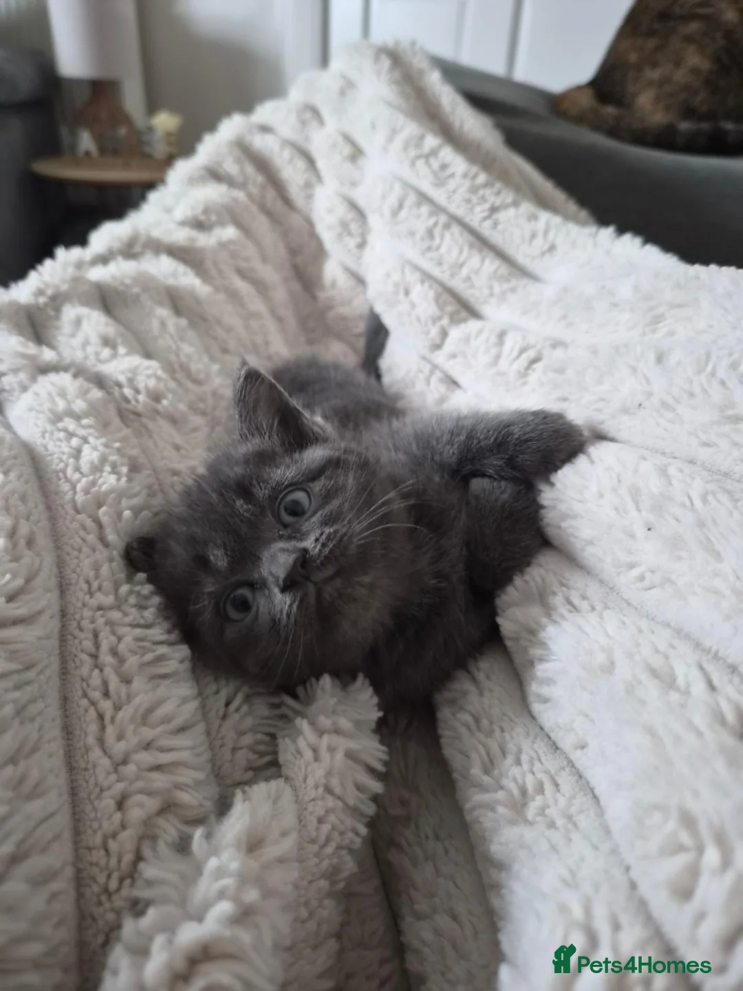 Mixed Breed cats for sale: 3 Kittens - Advert 6