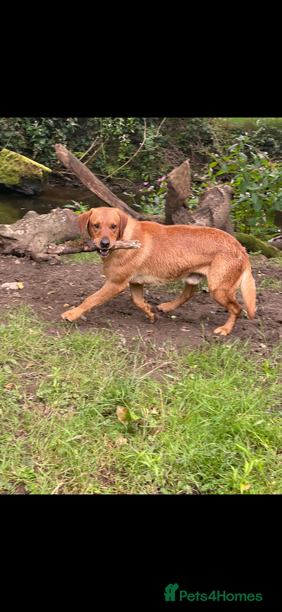Labrador Retriever dogs for stud: fox Red extensively health tested 0-0 hips in Swansea - Image 16